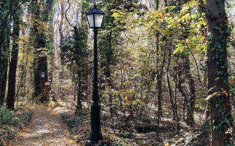 erdő lámpa út ősz