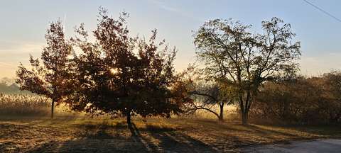 címlapfotó fa fény ősz