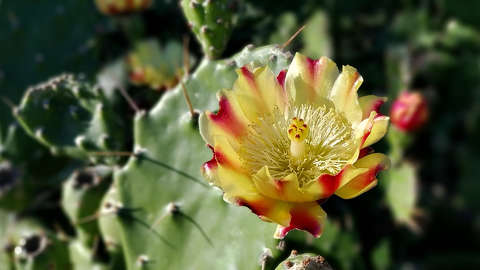 fügekaktusz virága