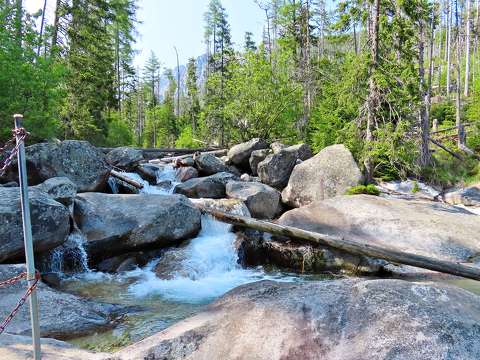 erdő fenyő kárpátok kövek és sziklák