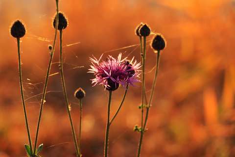 Alkonyati színpompában.