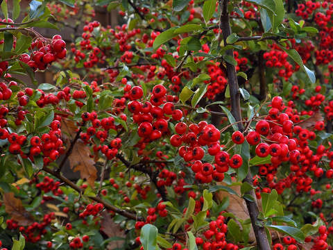 Tűztövis, örökzöld