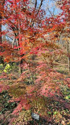 ősz, fa, színes falevelek
