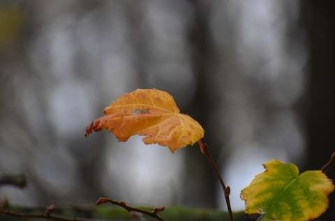 címlapfotó levél ősz