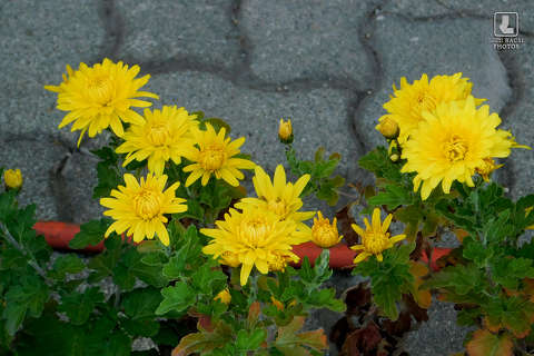 krizantém, ősz, kerti virág