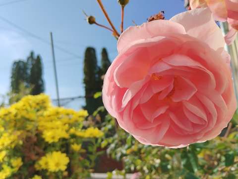 Csoda rózsák novemberben