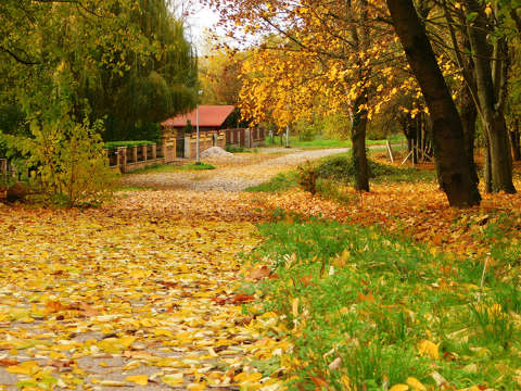 Balatonfűzfő, ősz, út