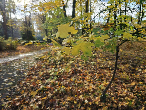 Novemberi színek - Balatonfűzfő, kert