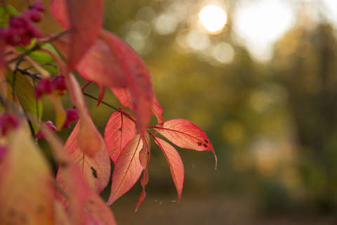 címlapfotó levél színes ősz