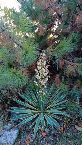 Zugló, botanikai kert részlete