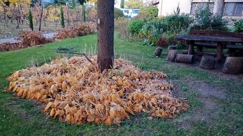 Zugló, botanikai kert részlete