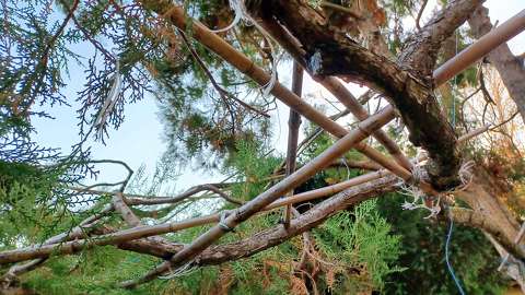 Zugló, Japánkert részlete, speciális metszési típus