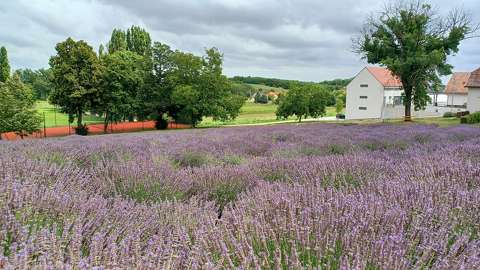 Levendulás, Pannonhalmi apátság