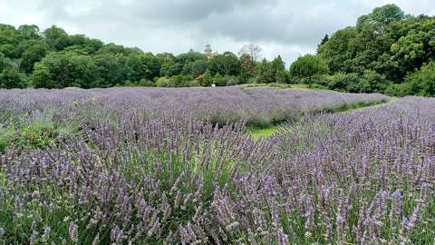 Levendulás, Pannonhalmi apátság