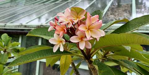 Keszthelyi kastély, Pálmaház