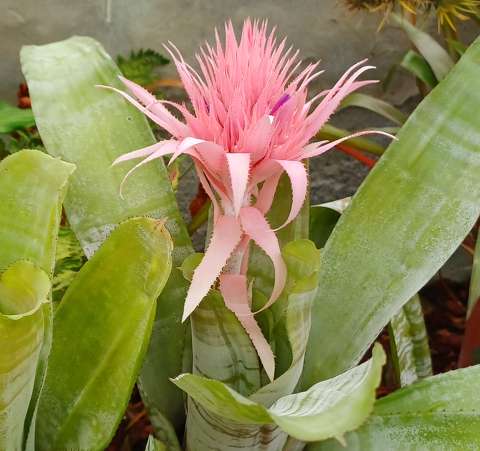 Keszthelyi kastély, Pálmaház