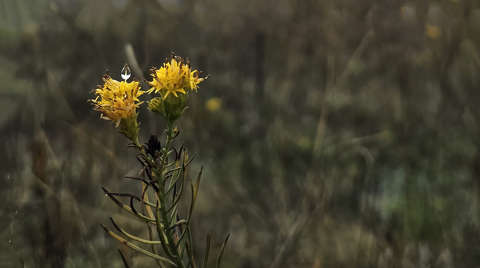 Makacs őszi virág novemberben