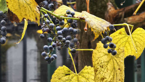 Ködben úszó szőlő