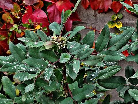 mahónia vízcsepp örökzöld