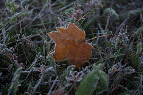 levél zúzmara ősz