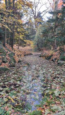 erdő, tó, ősz, avar