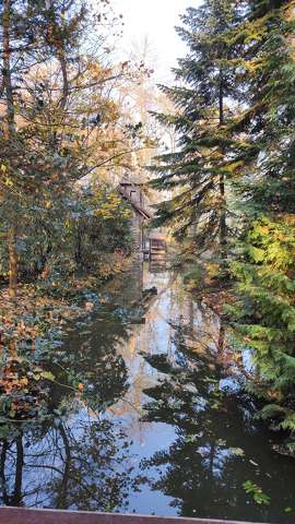 erdő, fa, fenyő, tó, tükröződés, malom, avar, ősz