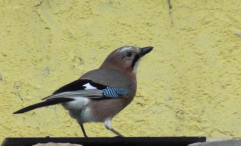 Mátyás madár( szajkó)