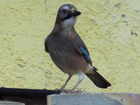 Mátyás madár( szajkó)