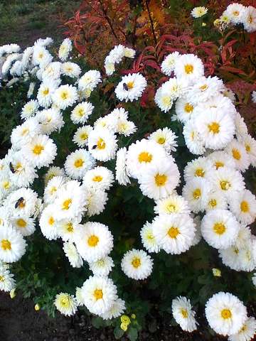 Virágok üsszel 2025