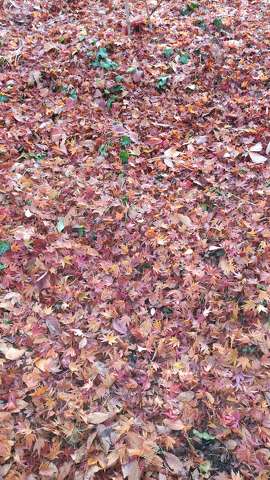 avar, falevelek, ősz