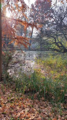 avar, bokor, fa , erdő, híd, tó, tükröződés, falevél, ősz