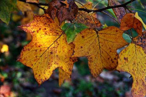 címlapfotó levél színes ősz