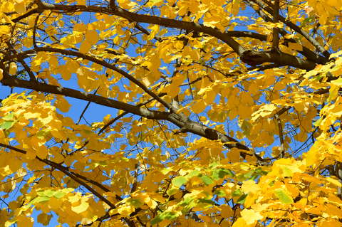 Ősz, november, színes levelek