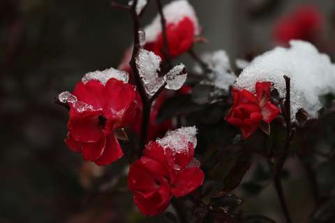 Novemberi fagyos rózsa.