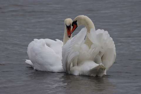 Novemberi szerelem a Balaton parton.