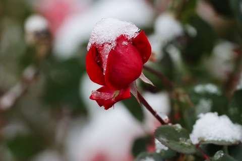 Rózsa, jeges köntösben.