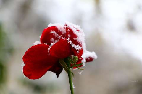 címlapfotó rózsa tél zúzmara