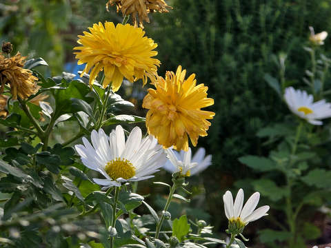 Boglárka és Margitvirág