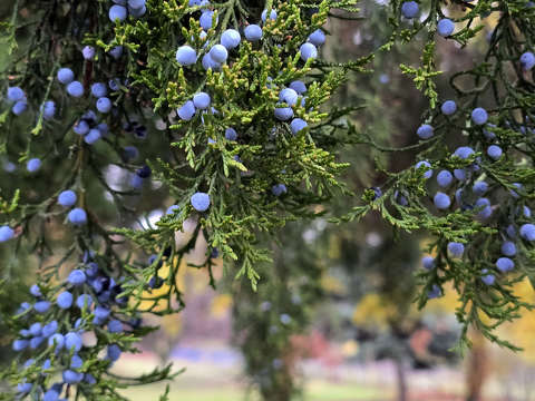 Örökzöld, boróka, színes november