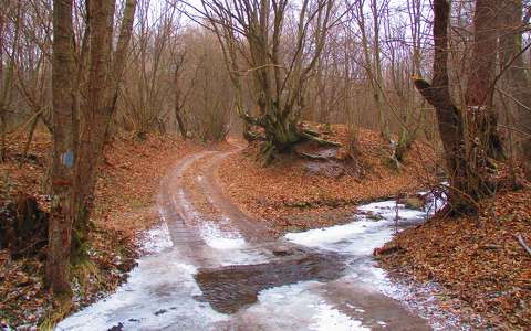 címlapfotó erdő tél út