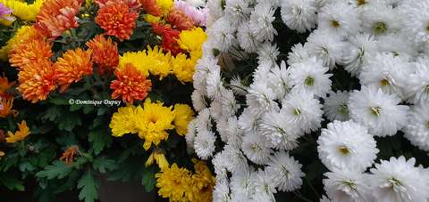 Chrysanthèmes