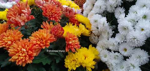 Chrysanthèmes