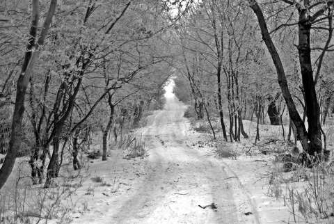 címlapfotó erdő tél zúzmara