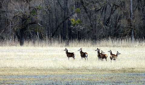 címlapfotó erdő szarvas és őz tél