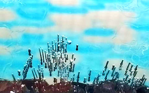 Szúnyoglárvák jégbe fagyva