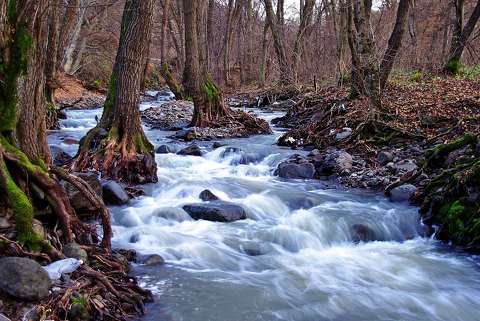 címlapfotó erdő patak