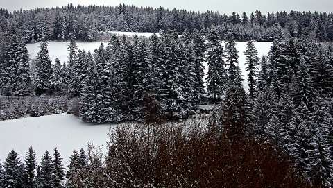 erdő fenyő tél örökzöld