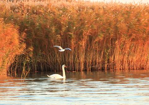 hattyú nád sirály tó