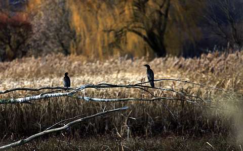 balaton kormorán magyarország tó