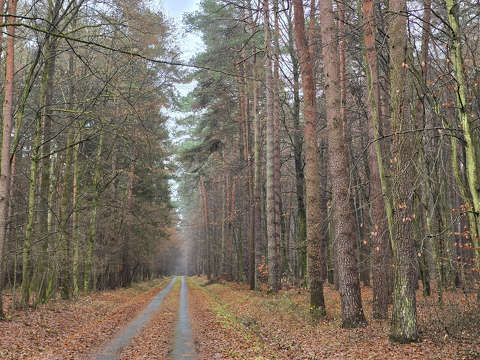 Erdő közepében járok...